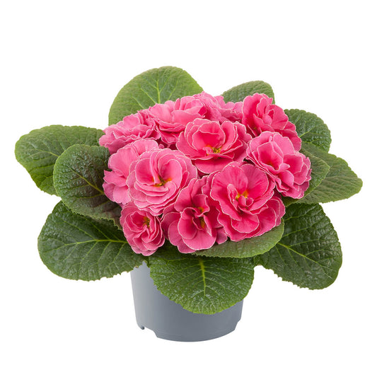 Primula Early Pom Pom Rose Bonbon