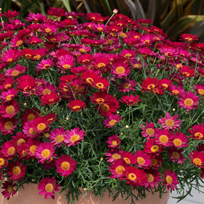 Argyranthemum Madeira Red