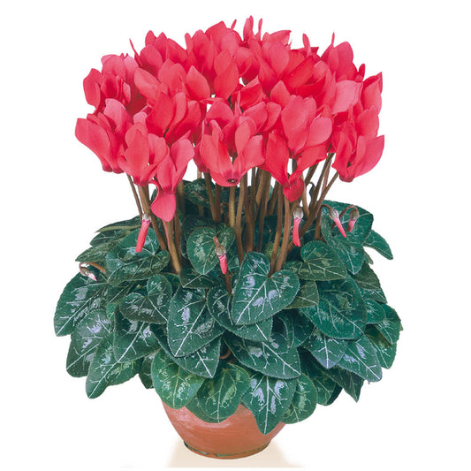 Cyclamen Metis Salmon Deep