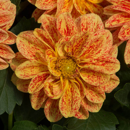 Dahlia Dahlietta Surprise Kelly