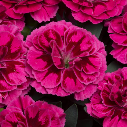 Dianthus Oscar Purple Wings