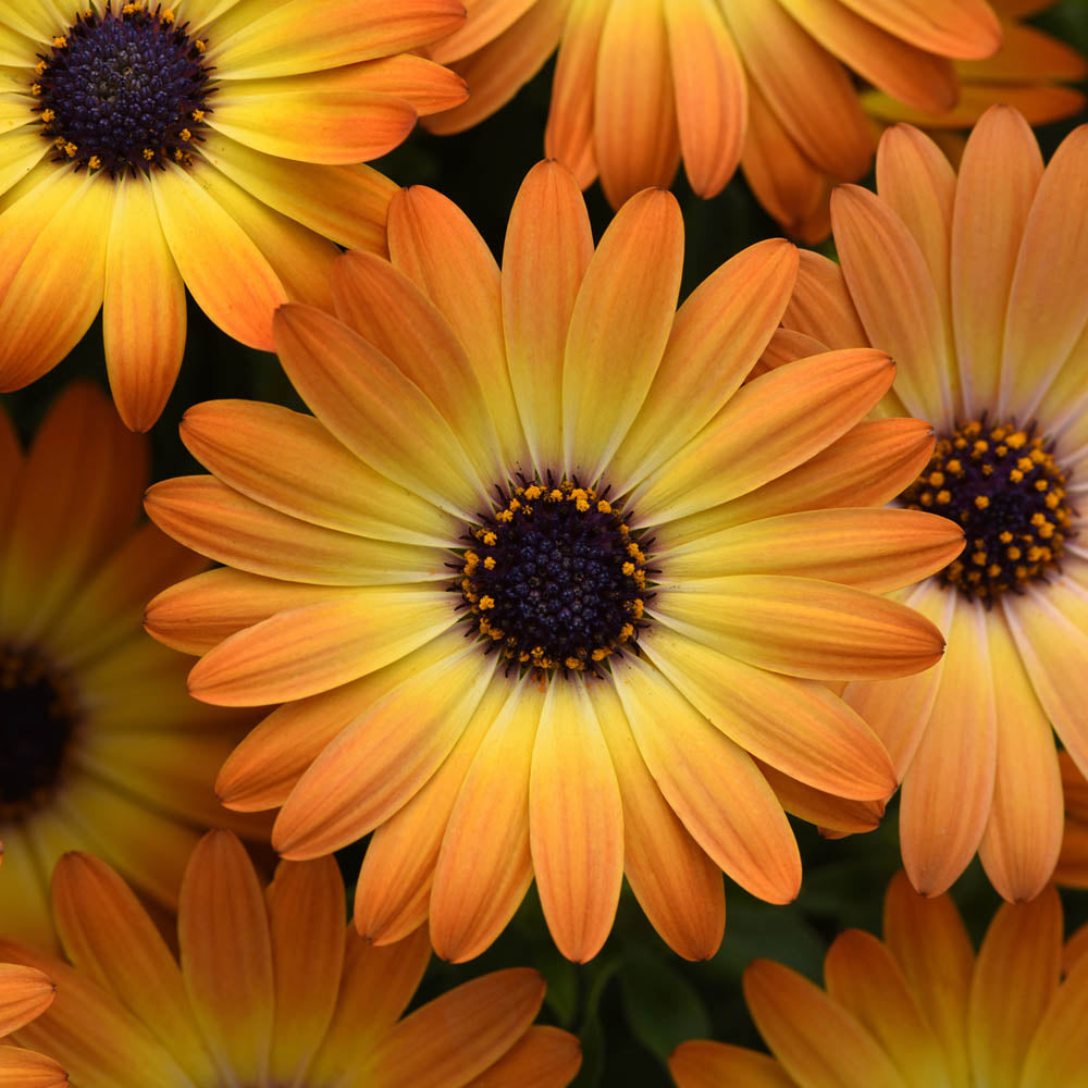 Osteospermum Dalina Sunshine Beauty
