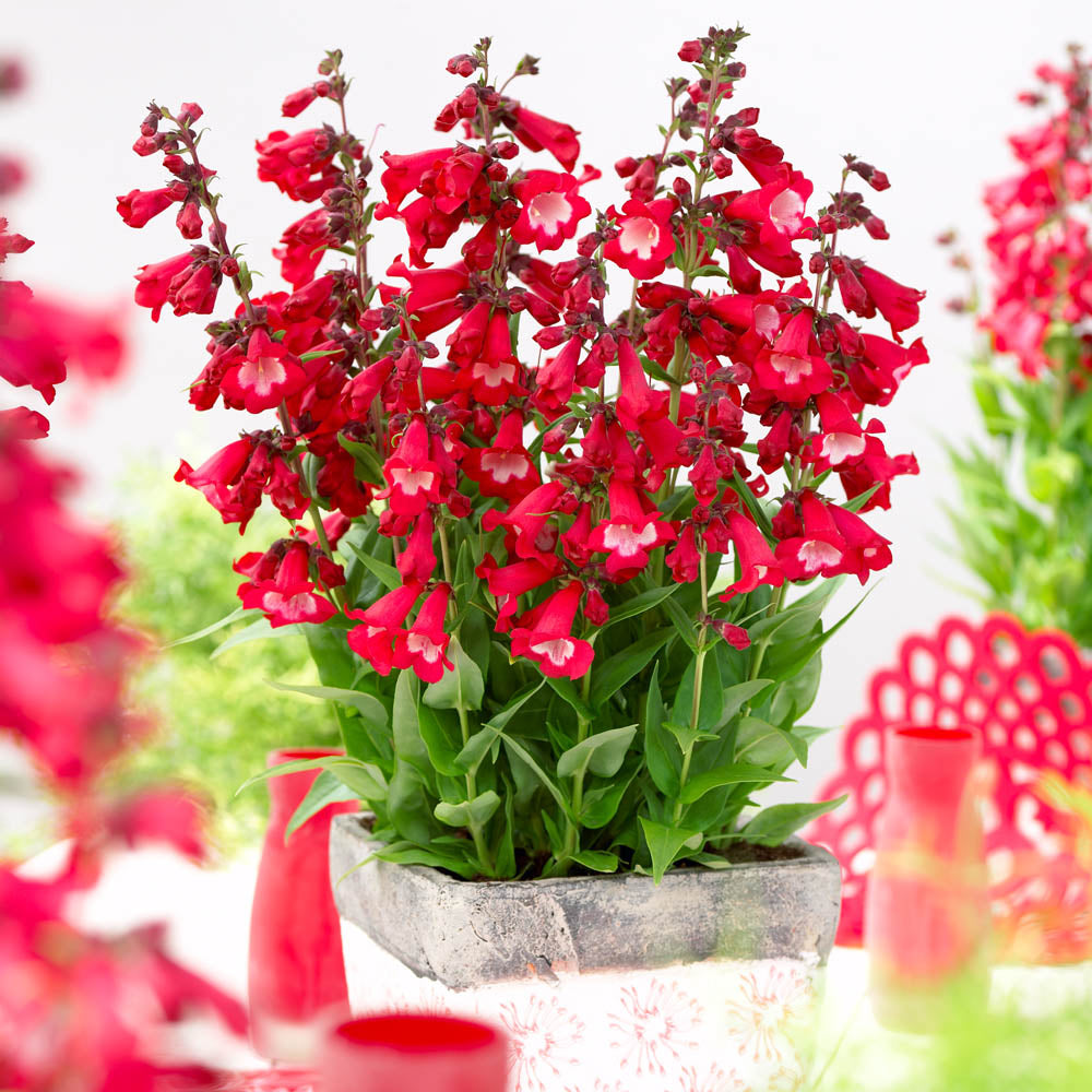Penstemon Polaris Red
