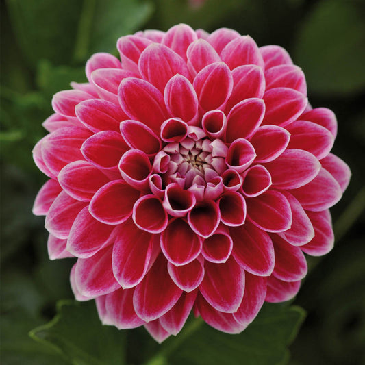 Dahlia Dahlietta Surprise Louise
