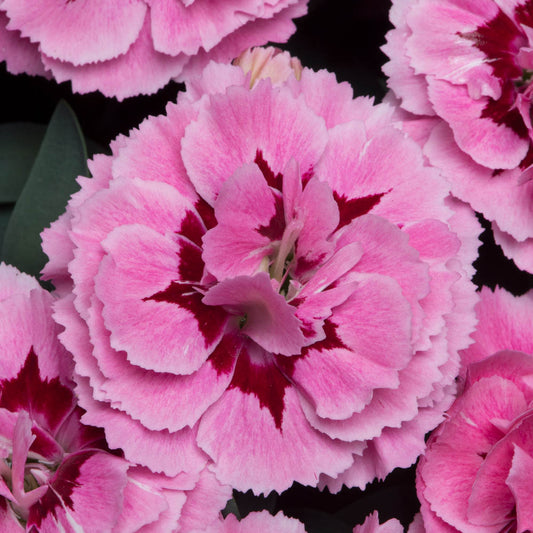Dianthus Oscar Pink & Purple