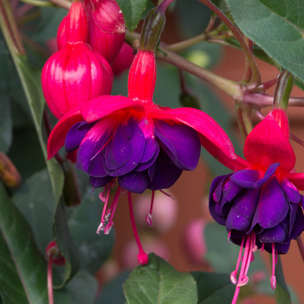 Fuchsia 'Dollar Princess'