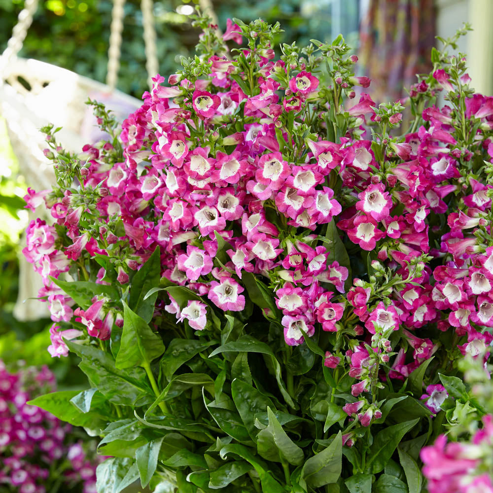Penstemon Polaris Magenta