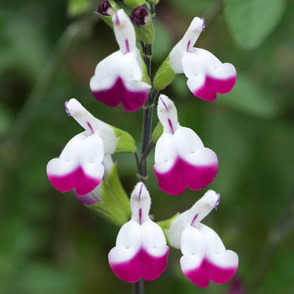 Salvia Lips Trio