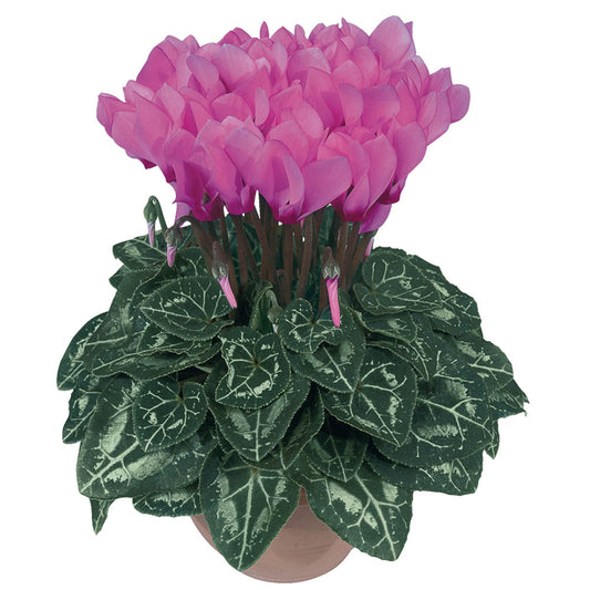 Cyclamen Metis Pink