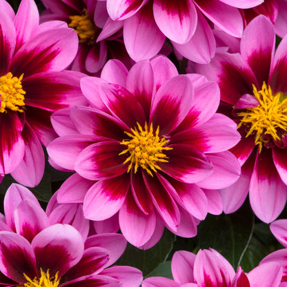 Dahlia Dahlietta Surprise 'Demi'