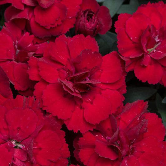 Dianthus Oscar Dark Red