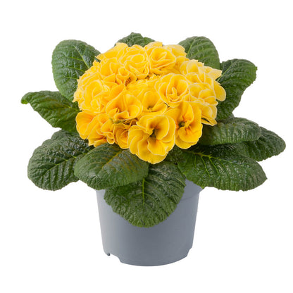Primula Early Pom Pom Yellow Improved