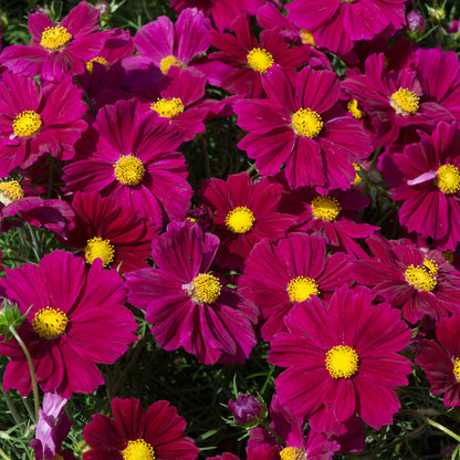 Cosmos Apollo Bright Carmine
