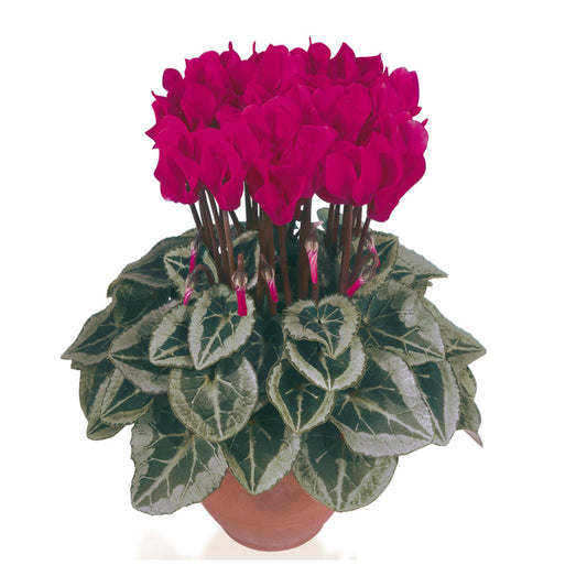 Cyclamen Metis Decora Wine