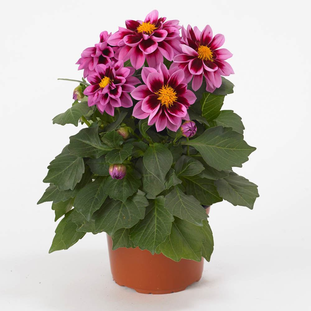 Dahlia Dahlietta Surprise 'Demi'