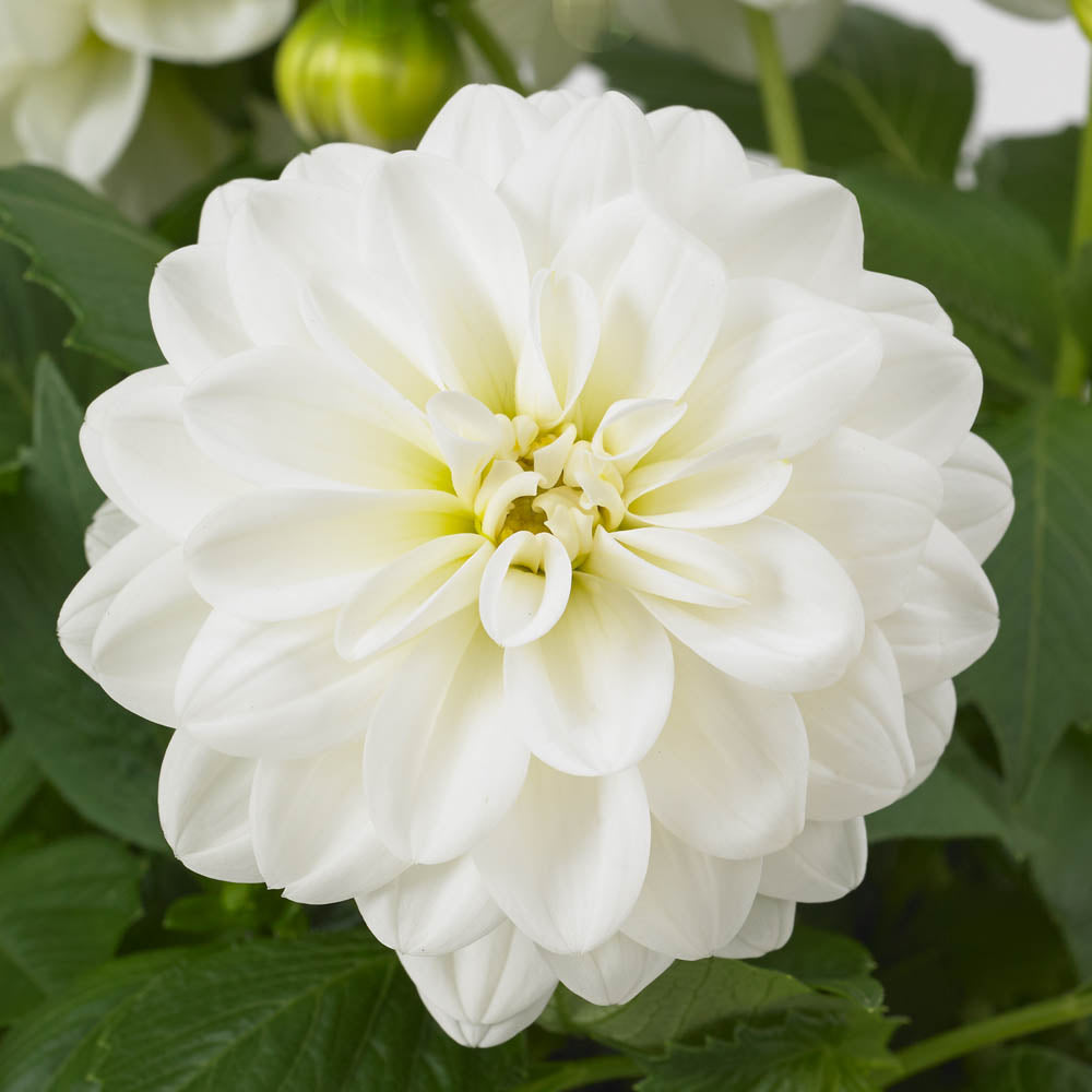 Dahlia Dahliaietta Whitney