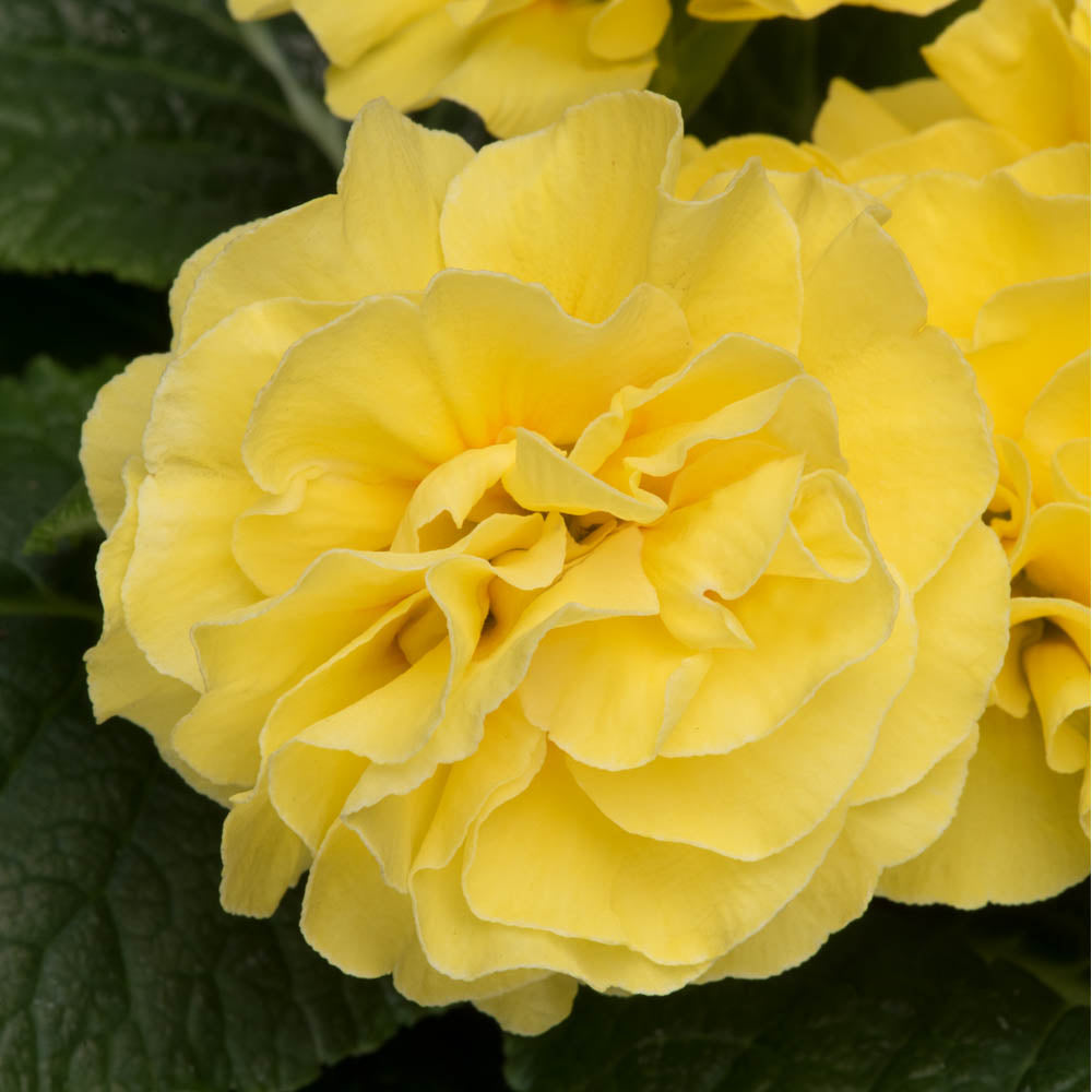 Primula Early Pom Pom Yellow Improved