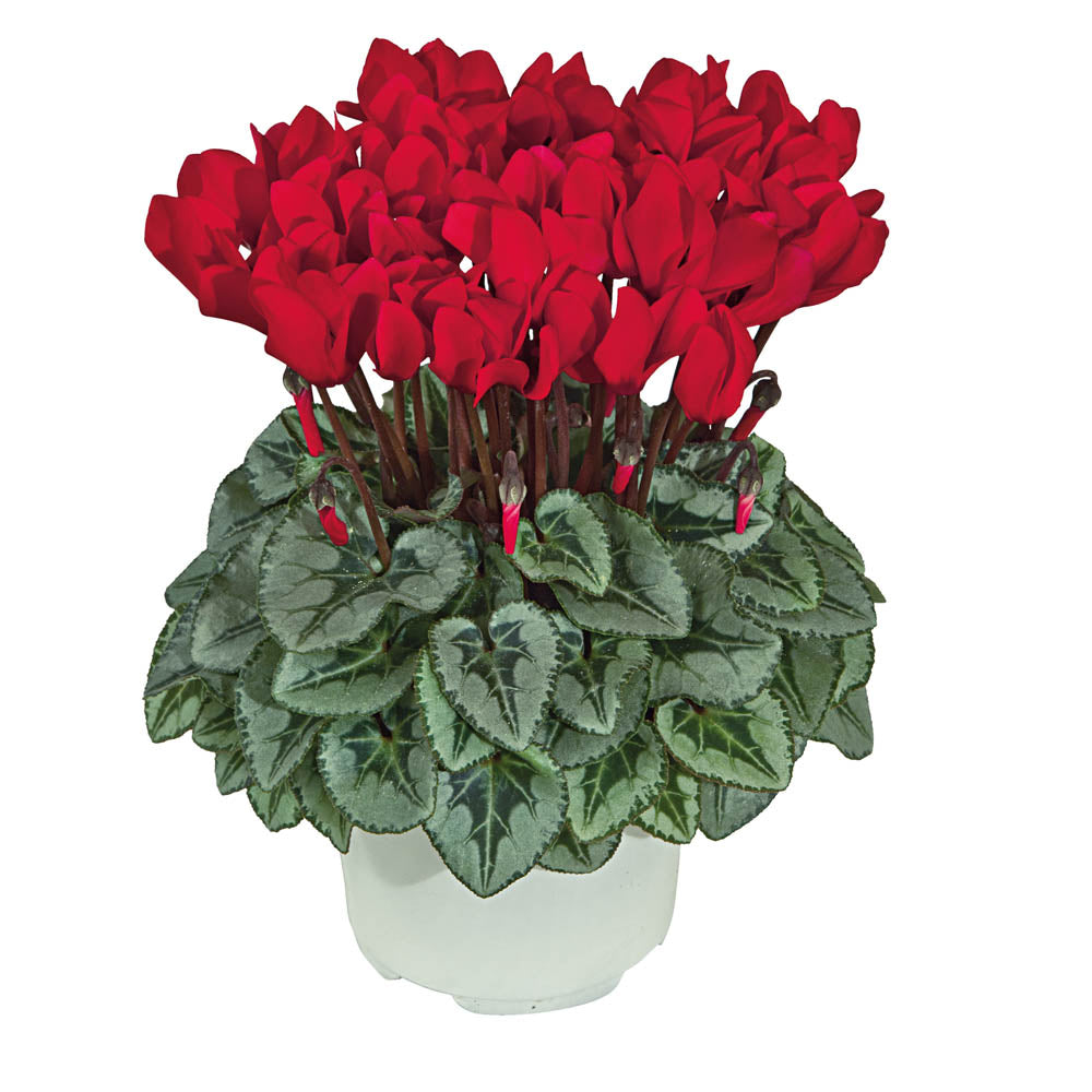 Cyclamen Metis Decora Red