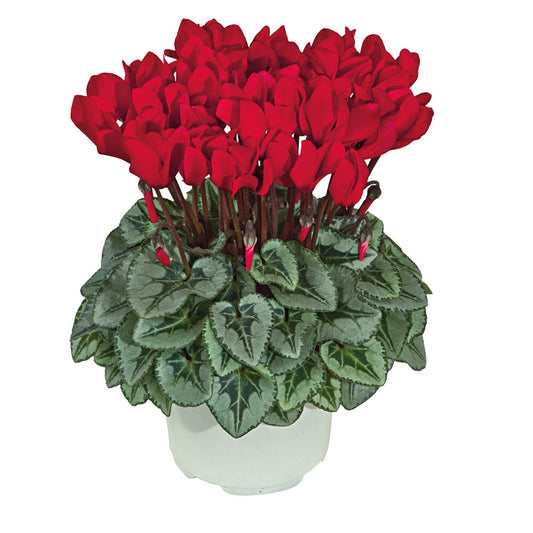 Cyclamen Metis Decora Red