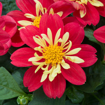 Dahlia Dahlietta Surprise 'Cindy'