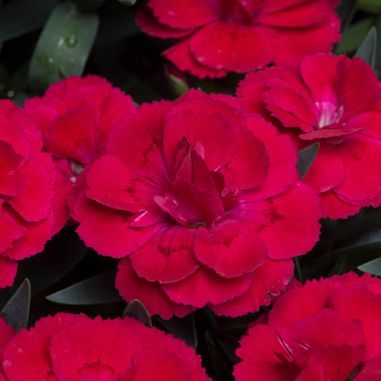 Dianthus Oscar Red
