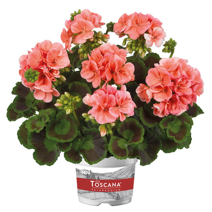 Geranium Zonale Trend Salmon