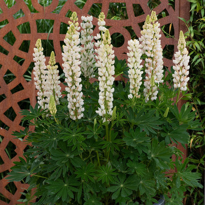 Lupin 'Legendary White Shades'