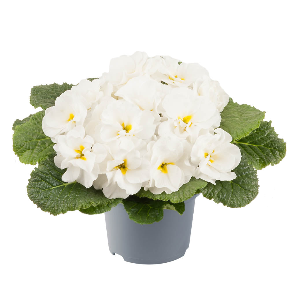 Primula Early Pom Pom White