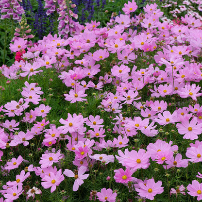 Cosmos 'Apollo Pink'