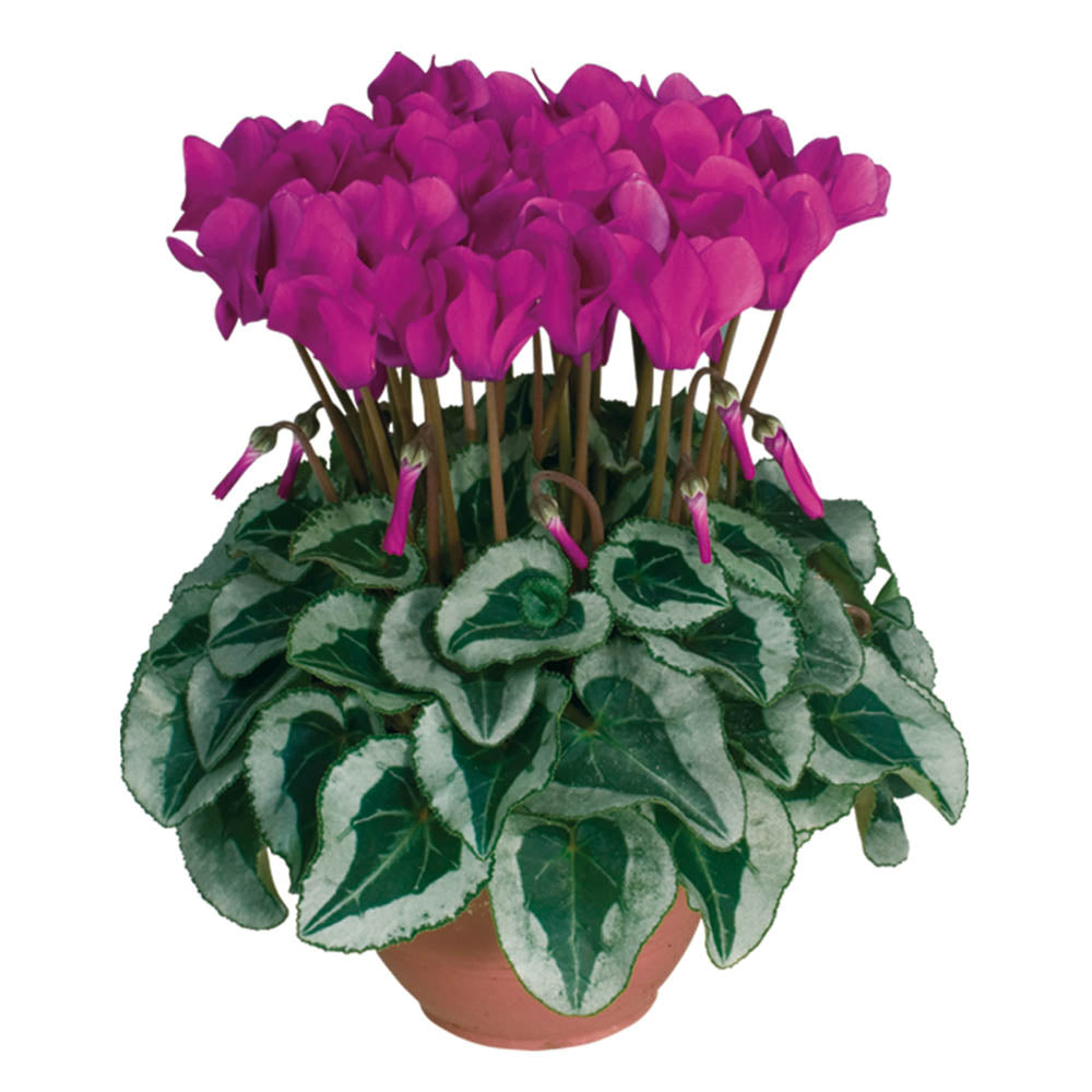 Cyclamen Metis Decora Purple