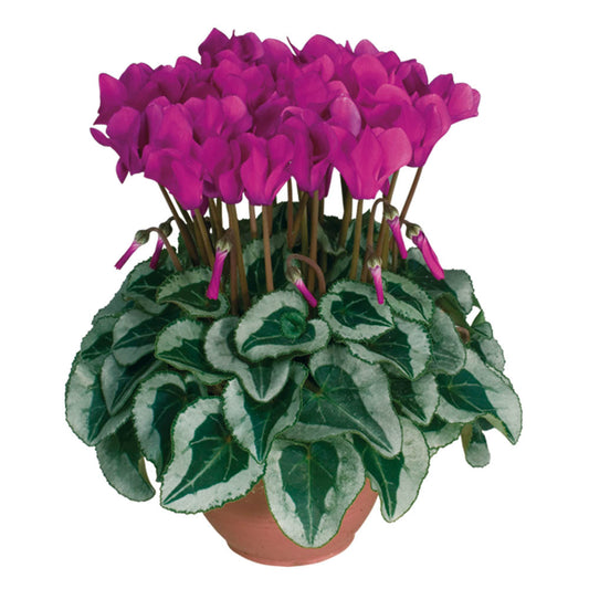 Cyclamen Metis Decora Purple