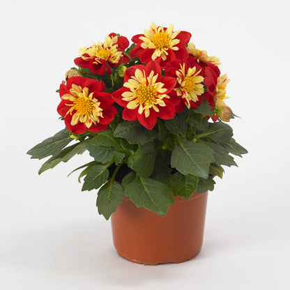 Dahlia Dahlietta Surprise 'Cindy'