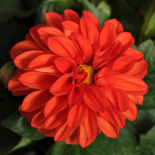Dahlia Dahliaietta 'Rachel'
