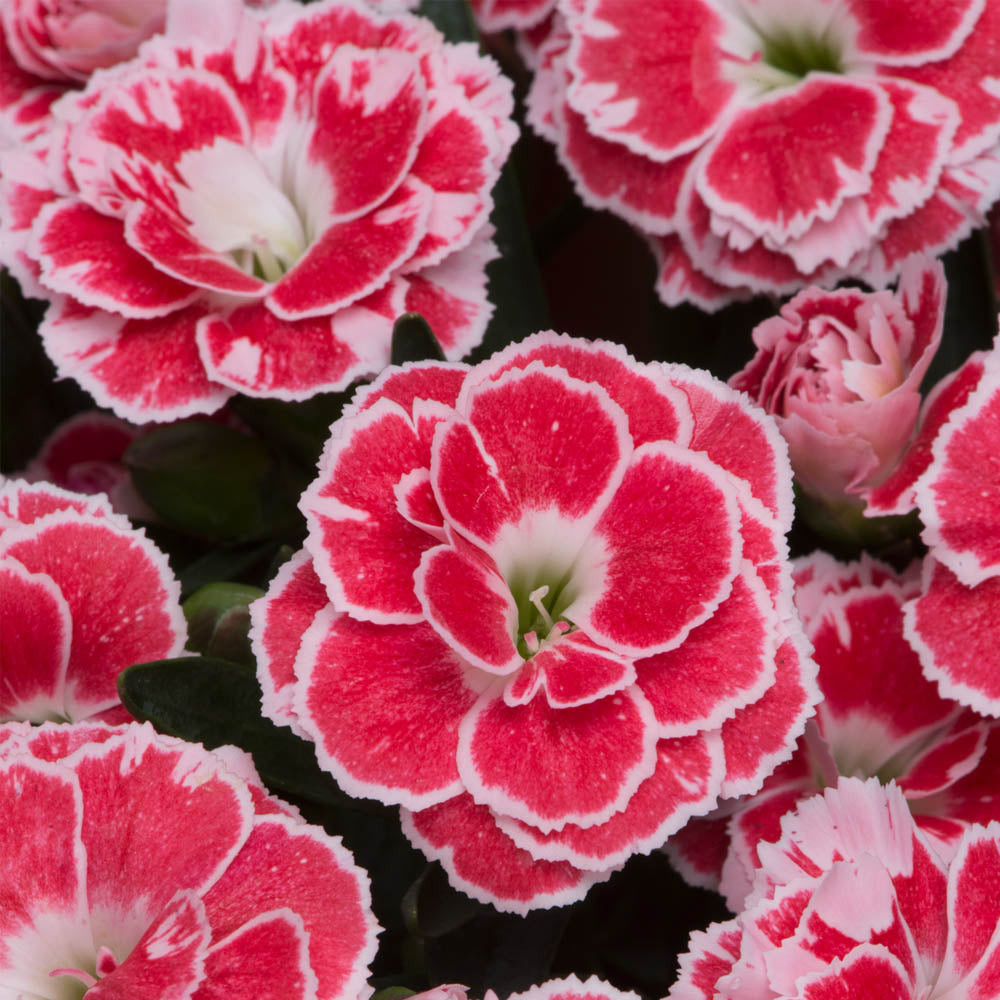 Dianthus Oscar White & Red