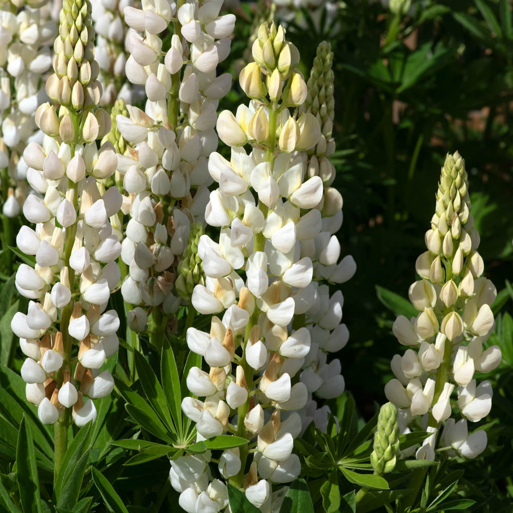 Lupin 'Legendary White Shades'