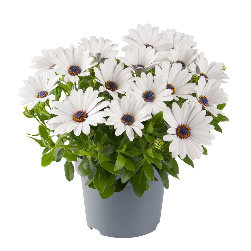 Osteospermum Dalina White
