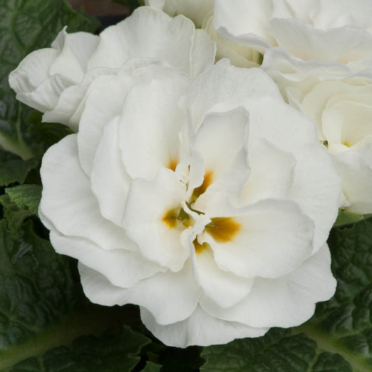Primula Early Pom Pom White