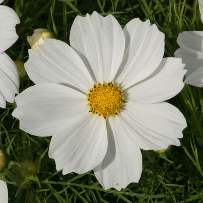 Cosmos 'Apollo White'