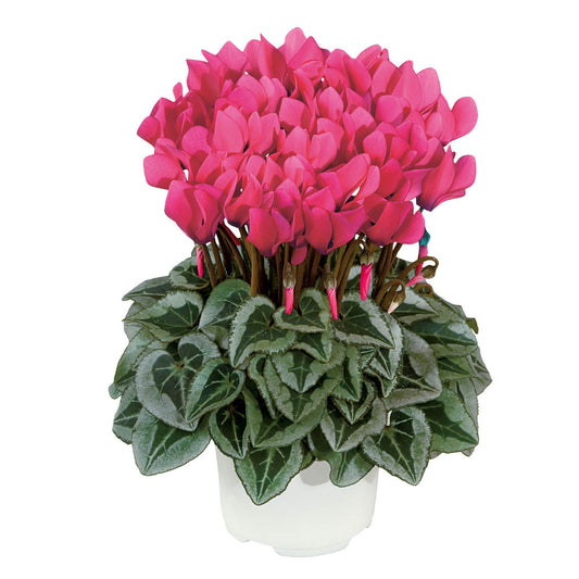 Cyclamen Metis Decora Rose Bright