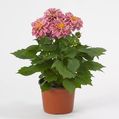 Dahlia Dahliaietta Surprise Paula