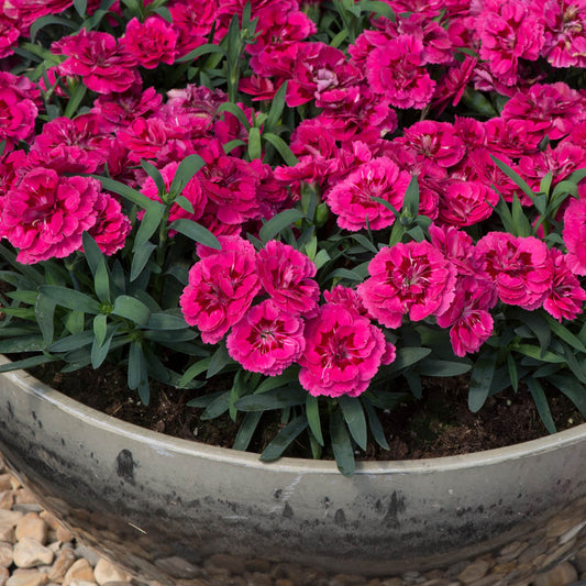 Dianthus Oscar