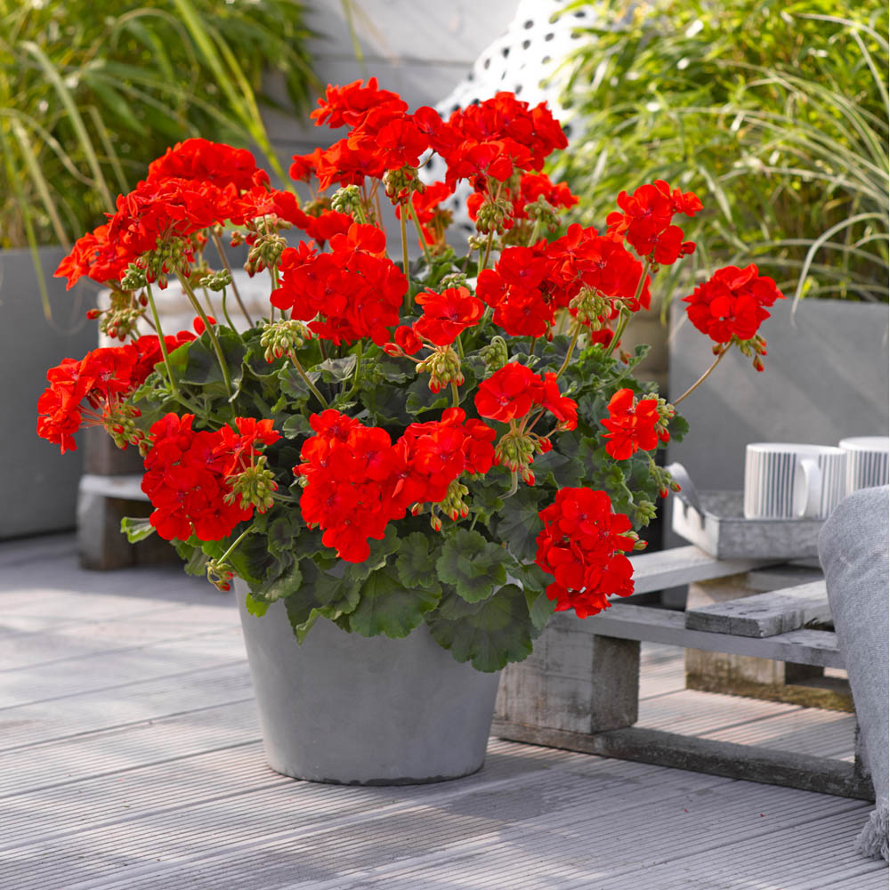 Geranium Emilia Orange