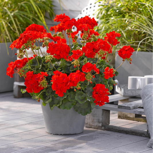 Geranium Emilia Orange