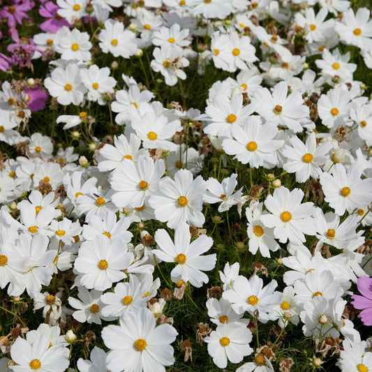Cosmos 'Apollo White'