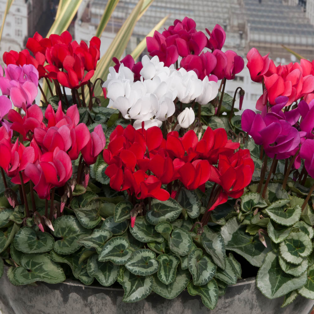 Cyclamen