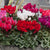 Cyclamen