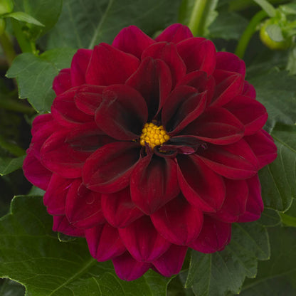 Dahlia Dahliaietta 'Patty'