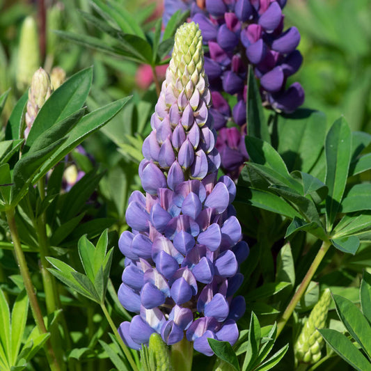 Lupin 'Legendary Blue Shades'