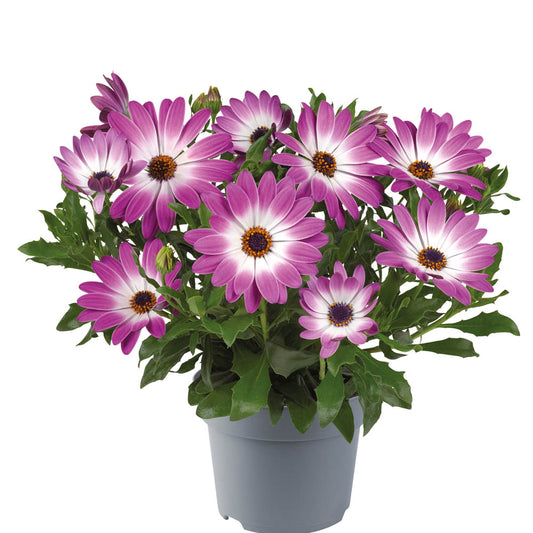 Osteospermum Rose Bicolor