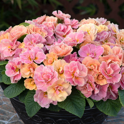 Primula Early Pom Pom Mandarin